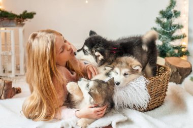Sarı uzun saçlı sevimli kız küçük Malamute köpekler evde Noel için dekore edilmiş bir odada çalış