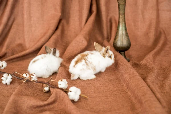 Kleine Schattige Konijnen Een Textiel Achtergrond Met Takken Van Katoen — Stockfoto