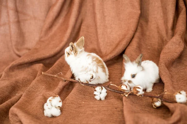 Kleine Niedliche Hasen Auf Textilem Hintergrund Mit Baumwollzweigen — Stockfoto