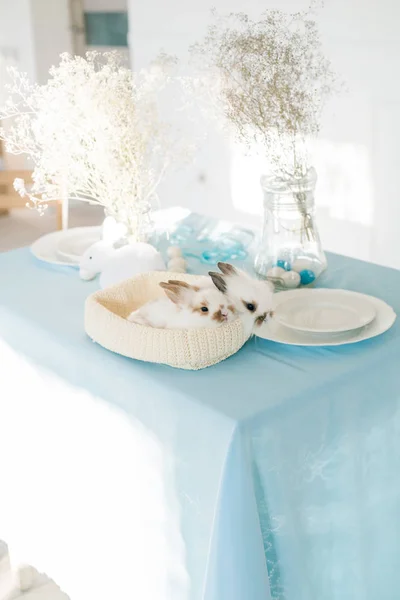 节日餐桌上的复活节兔子用彩色的鸡蛋和鲜花装饰成蓝色 — 图库照片