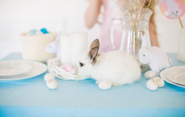 Renkli yumurta ve çiçeklerle tatil için mavi süslenmiş tatil masasında Paskalya tavşanları