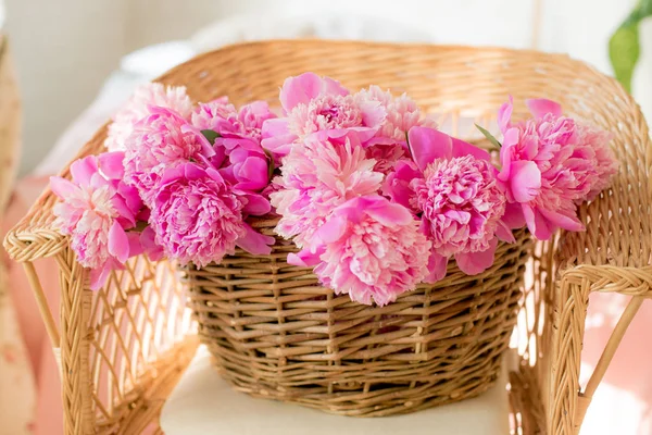 Pink peonies in a wicker basket of wicker on a chair of wicker in the spring room