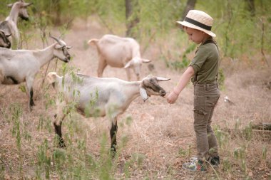 Kır yaz içinde keçi ile bir hasır şapka küçük çocuk