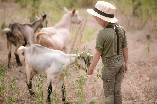 Little Boy Straw Hat Goats Summer Countryside — Stock Photo, Image