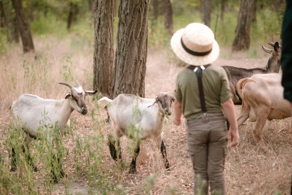 Niño Sombrero Paja Con Cabras Verano Campo —  Fotos de Stock