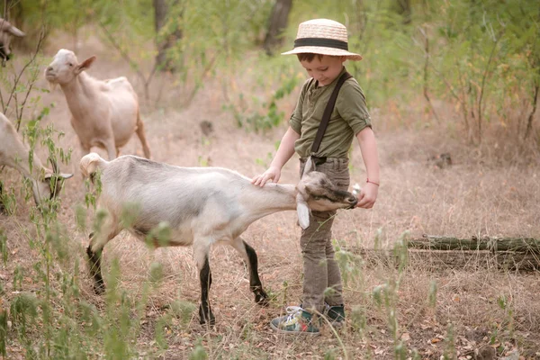 Petit Garçon Dans Chapeau Paille Avec Des Chèvres Été Campagne — Photo