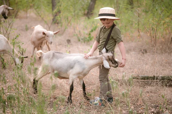 夏天在农村 戴着草帽和山羊的小男孩 — 图库照片
