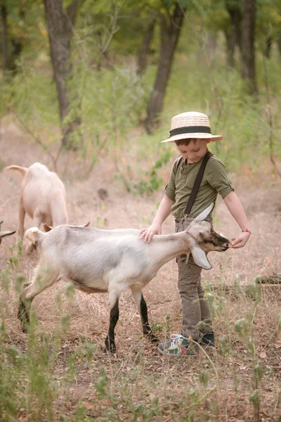 Petit Garçon Dans Chapeau Paille Avec Des Chèvres Été Campagne — Photo