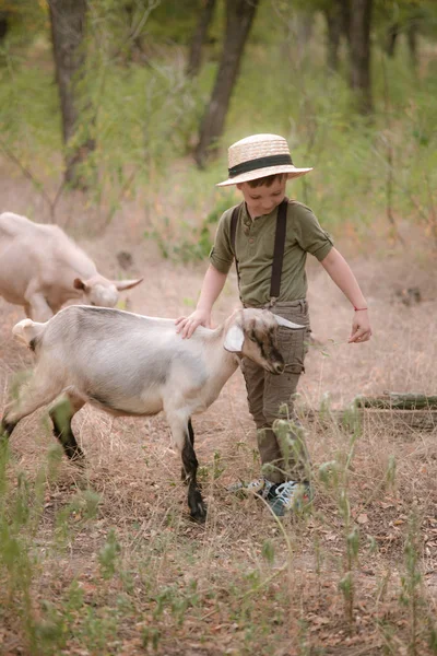 Little Boy Straw Hat Goats Summer Countryside — Stock Photo, Image