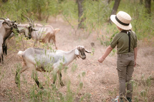 Petit Garçon Dans Chapeau Paille Avec Des Chèvres Été Campagne — Photo