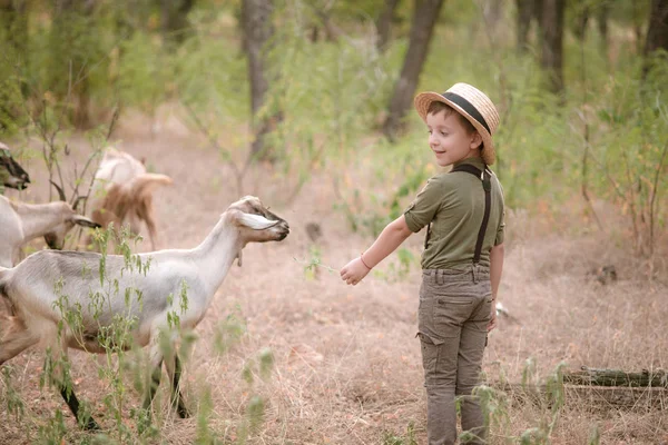 Kleiner Junge Mit Strohhut Und Ziegen Sommer Auf Dem Land — Stockfoto