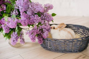 hafif bir arka plan üzerinde hasır sepetli leylak ile tavşan