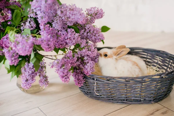 hafif bir arka plan üzerinde hasır sepetli leylak ile tavşan