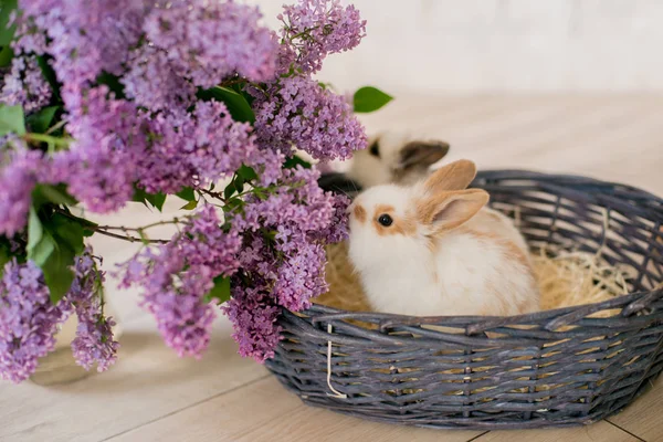 hafif bir arka plan üzerinde hasır sepetli leylak ile tavşan