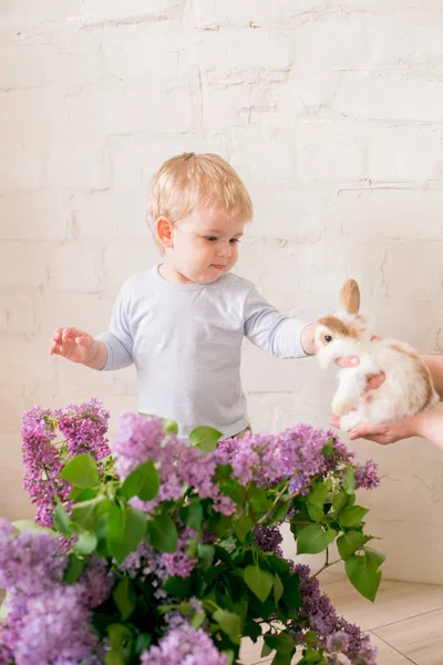 Kis Aranyos Fiú Szőke Haja Kis Nyuszik Lila Virágok Egy — Stock Fotó