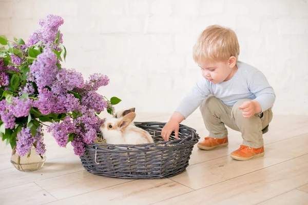 Маленький Милый Мальчик Светлыми Волосами Маленькими Кроликами Лиловыми Цветами Плетеной — стоковое фото