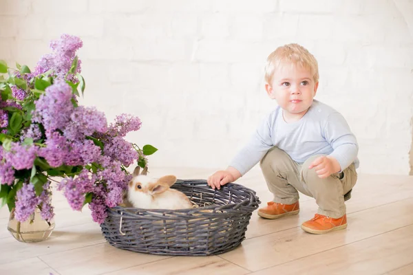 Little Cute Boy Blond Włosy Małymi Króliczkami Liliowymi Kwiatami Wiklinowy — Zdjęcie stockowe