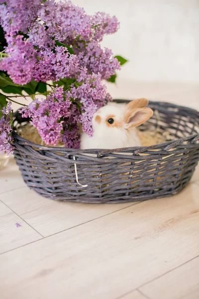 hafif bir arka plan üzerinde hasır sepetli leylak ile tavşan