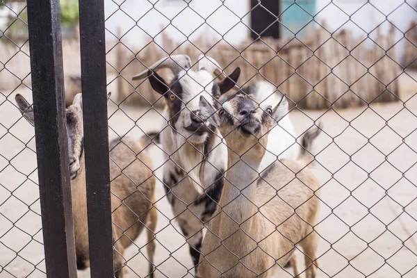 可爱的山羊在米色和棕色斑点在动物园在笔在夏天 — 图库照片