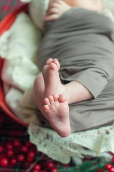 Маленькая Нога Новорожденного Ребенка Рождественской Корзине Украшенной Сосновыми Иглами Красными — стоковое фото