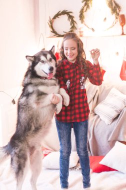 Noel için dekore odada evde malamute ile kırmızı damalı gömlek sevimli kız. Mutlu noel ruh hali