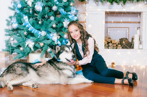 Aranyos Lány Malamute Otthon Szobában Díszített Karácsonyra Boldog Karácsonyi Hangulat — Stock Fotó