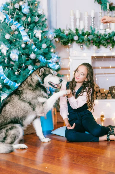 Jolie Fille Avec Malamute Maison Dans Chambre Décorée Pour Noël — Photo