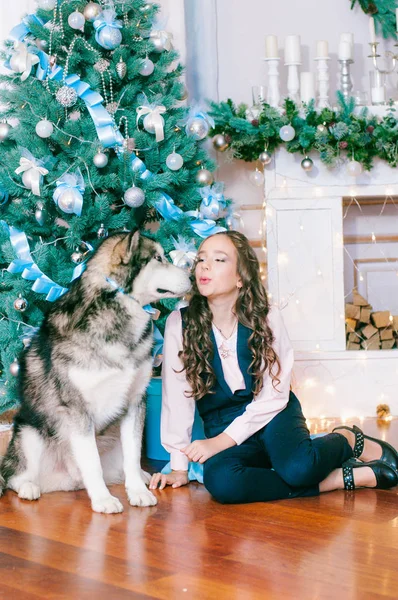 クリスマスのために飾られた部屋で自宅でマラミュートとかわいい女の子 幸せなクリスマスの気分 — ストック写真