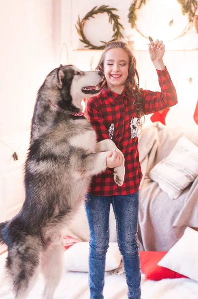 Linda Chica Una Camisa Cuadros Rojo Con Malamute Casa Habitación — Foto de Stock