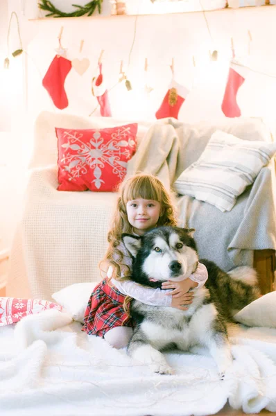 Aranyos Lány Hosszú Haj Egy Kutya Fajta Malamute Szobában Karácsonyi — Stock Fotó