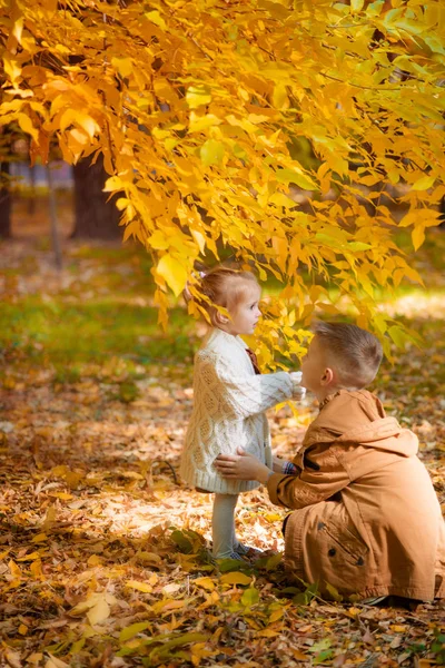 Sonbahar Parkındaki Çocuklar Sarı Yaprakların Arasında Bir Ağabey Beyaz Örgü — Stok fotoğraf