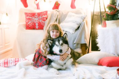Uzun saçlı hoş bir kız ve köpek cinsi Malamute Noel süslemeleri ve hediyeleriyle odada. Noel havası