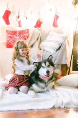 Uzun saçlı hoş bir kız ve köpek cinsi Malamute Noel süslemeleri ve hediyeleriyle odada. Noel havası