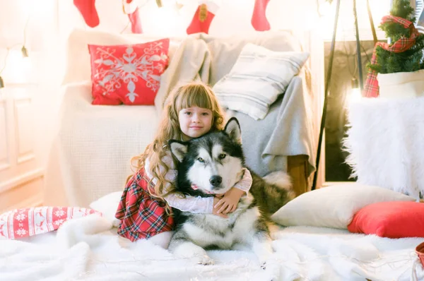 Aranyos Lány Hosszú Haj Egy Kutya Fajta Malamute Szobában Karácsonyi — Stock Fotó