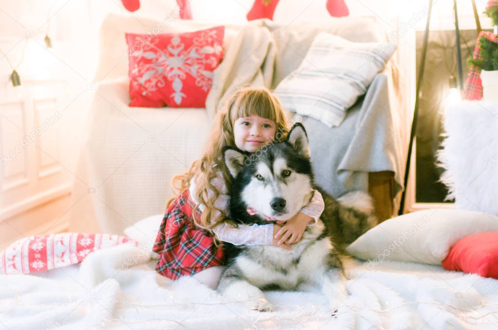 Cute girl with long hair with a dog breed Malamute in the room with Christmas decorations and gifts. Christmas mood