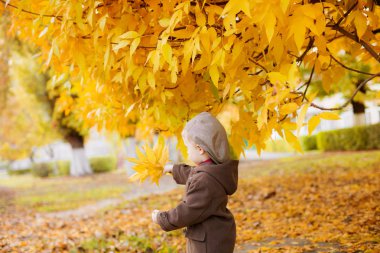 Sarı saçlı, kahverengi ceketli ve elinde sarı yapraklı bir şapkayla sonbahar parkında tatlı küçük bir çocuk. Sonbahar havası. Mutlu çocukluk
