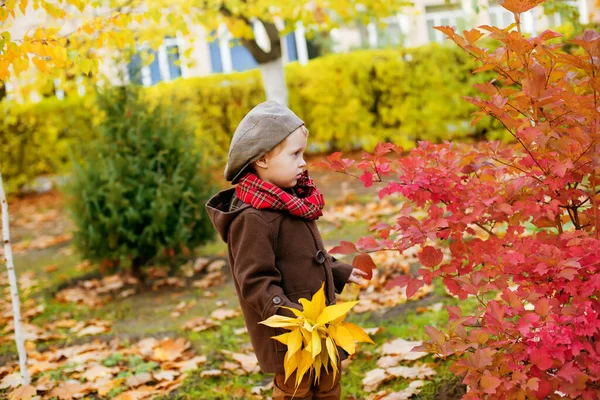 Little Cute Boy Autumn Coat Cap Plays Autumn Park Yellow — Stock Photo, Image