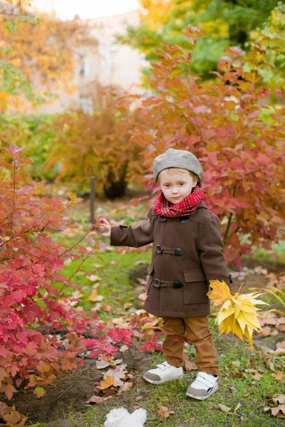 Little Cute Boy Autumn Coat Cap Plays Autumn Park Yellow Royalty Free Stock Images