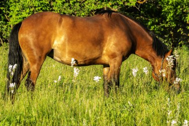 At grazes ve yaz aylarında çim yiyor