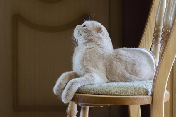 El gato yace en una silla y mira hacia arriba —  Fotos de Stock