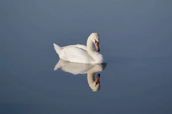 Свадебное плавание в воде — стоковое фото