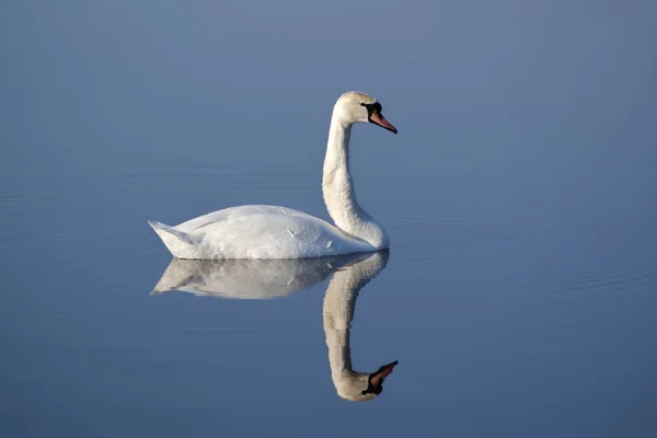 Cigno che nuota in acqua Foto Stock Royalty Free