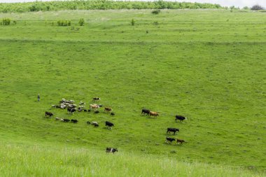 Çobanı olan küçük bir sürüsünün çayırda otlayışları.