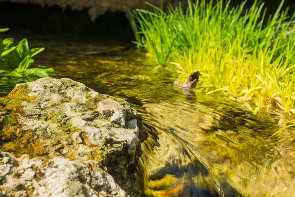 Чиста джерельна вода на фоні каменів — стокове фото