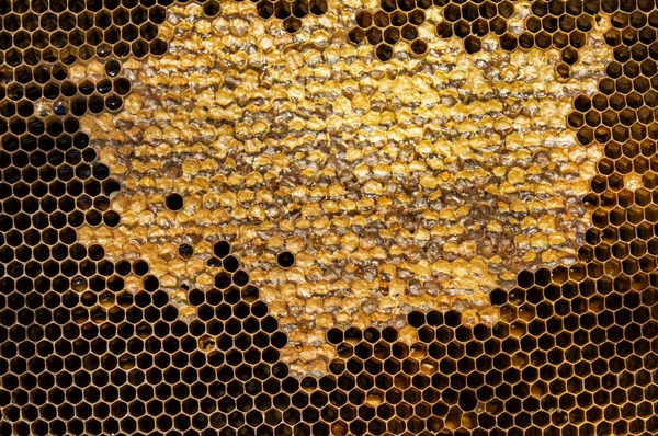 Miel en grandes quantités — Photo