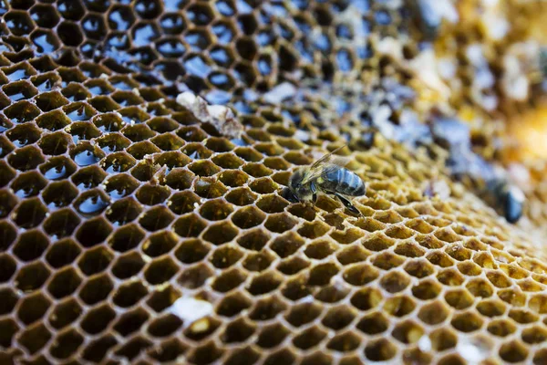 Bee sits on a honeycomb and processes honey — Stock Photo, Image