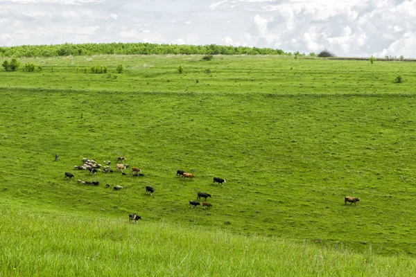 Uma pequena manada de vacas com um pastor pastoreia em um prado — Fotografia de Stock