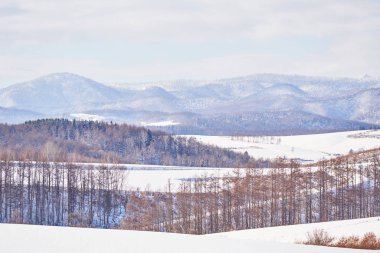 Kış manzara karla kaplı hill ve günbatımı Aralık Biei, Hokkaido, Japonya