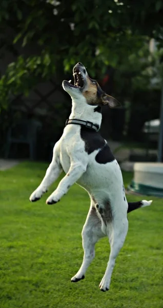Crazy dog - jumping Jack Russell
