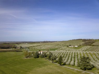 Çiçek açması genç Erik Bahçesi ve kolza tohumu alan, üstten görünüm, Erik, Fransa çiçeklenme üzerinde dron yayılımı